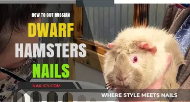 Trimming Nails: A Guide for Russian Dwarf Hamsters