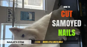 Trimming Your Samoyed's Nails: A Step-by-Step Guide