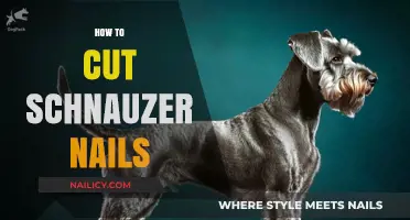 Schnauzer Nail Clipping: A Step-by-Step Guide