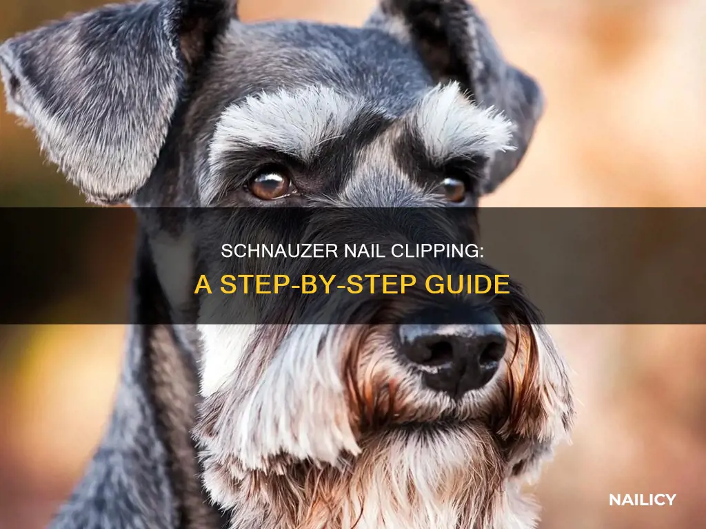 how to cut schnauzer nails