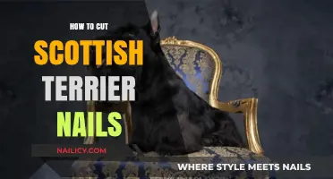 Trimming Scottish Terrier Nails: A Quick and Easy Guide