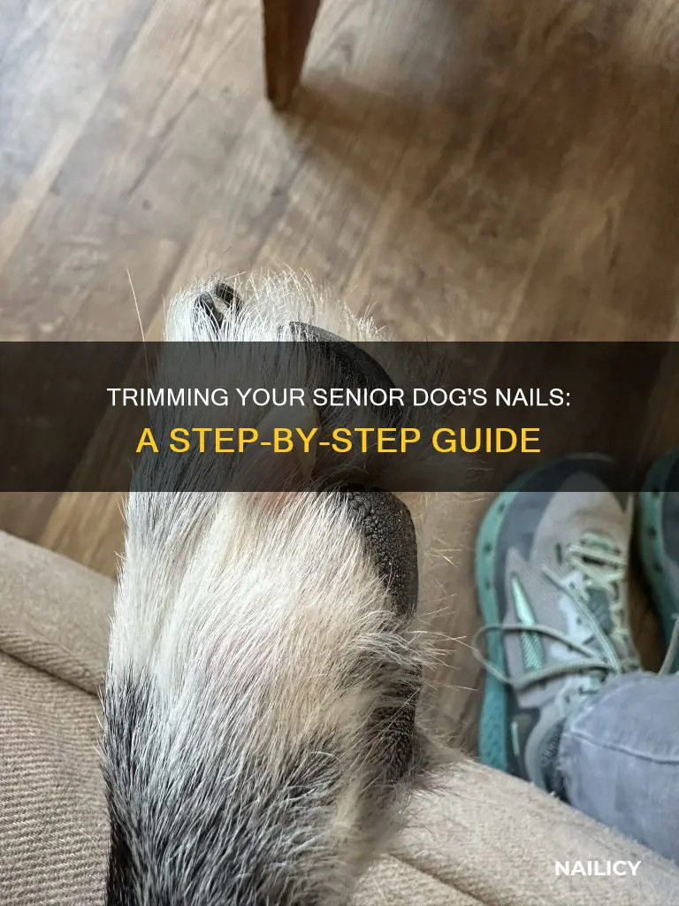 how to cut senior dog nails
