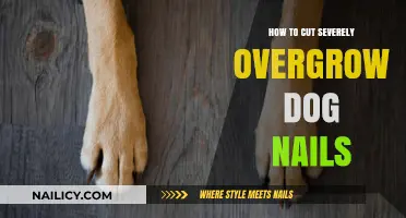 Trimming Your Dog's Overgrown Nails: A Step-by-Step Guide