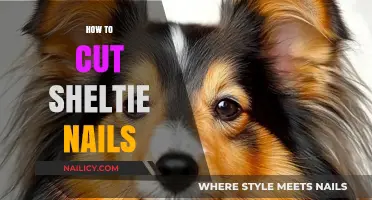 Trimming Your Sheltie's Nails: A Step-by-Step Guide