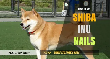 Trimming Shiba Nails: A Step-by-Step Guide