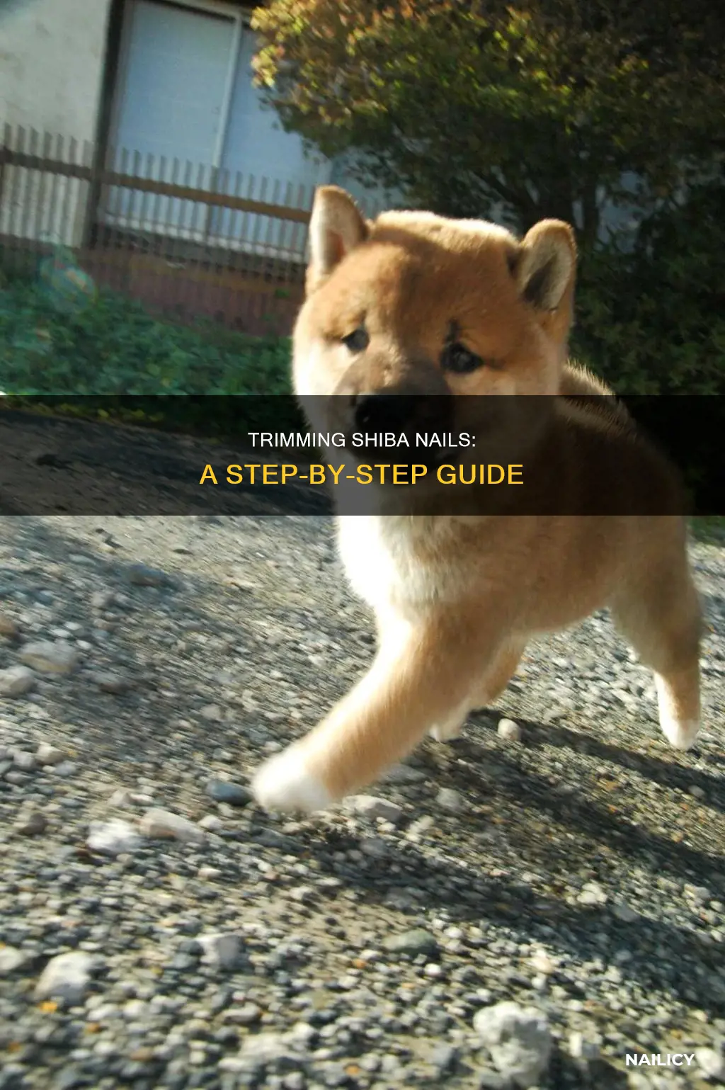 how to cut shiba inu nails