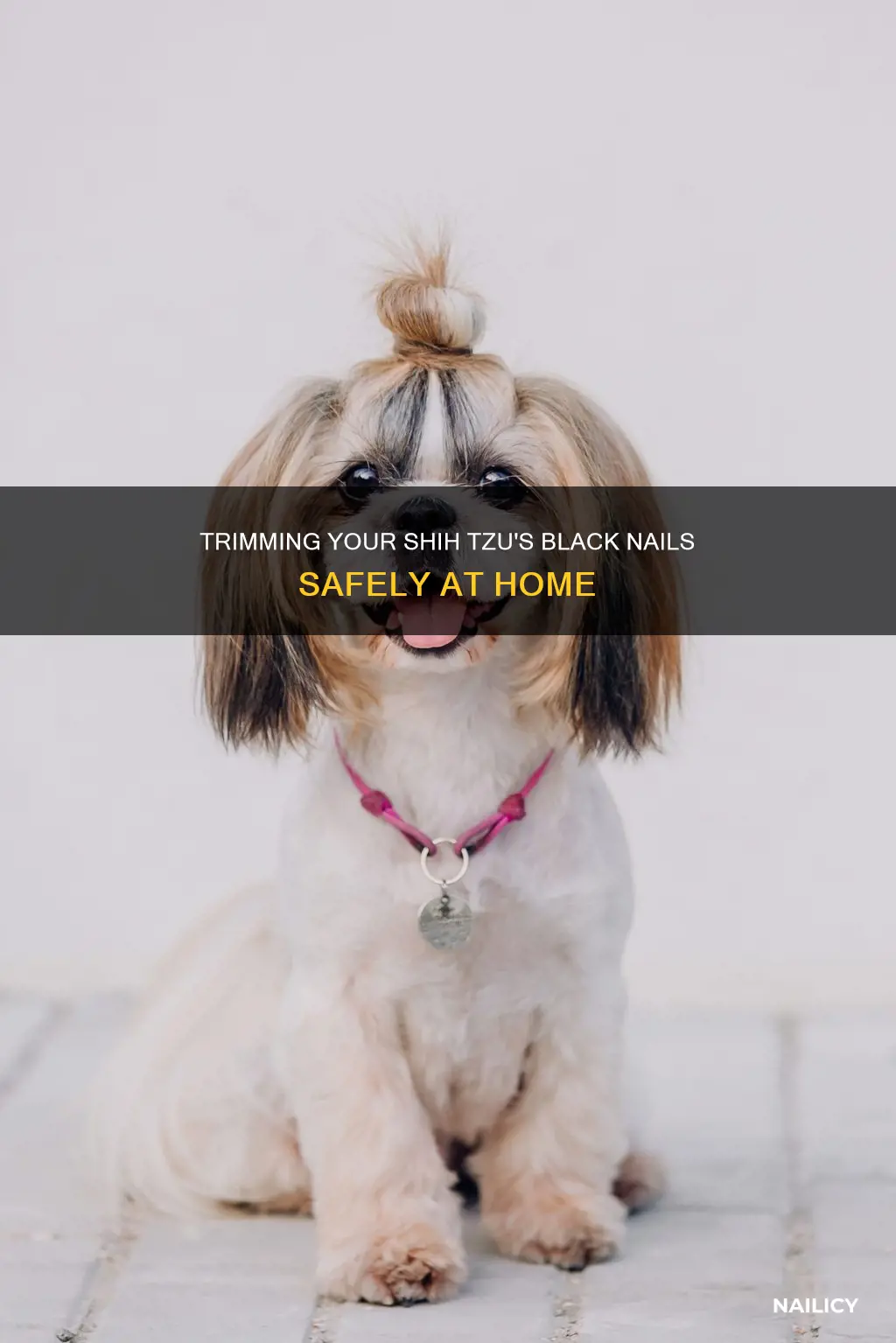 Trimming Your Shih Tzu's Black Nails Safely At Home | Nailicy