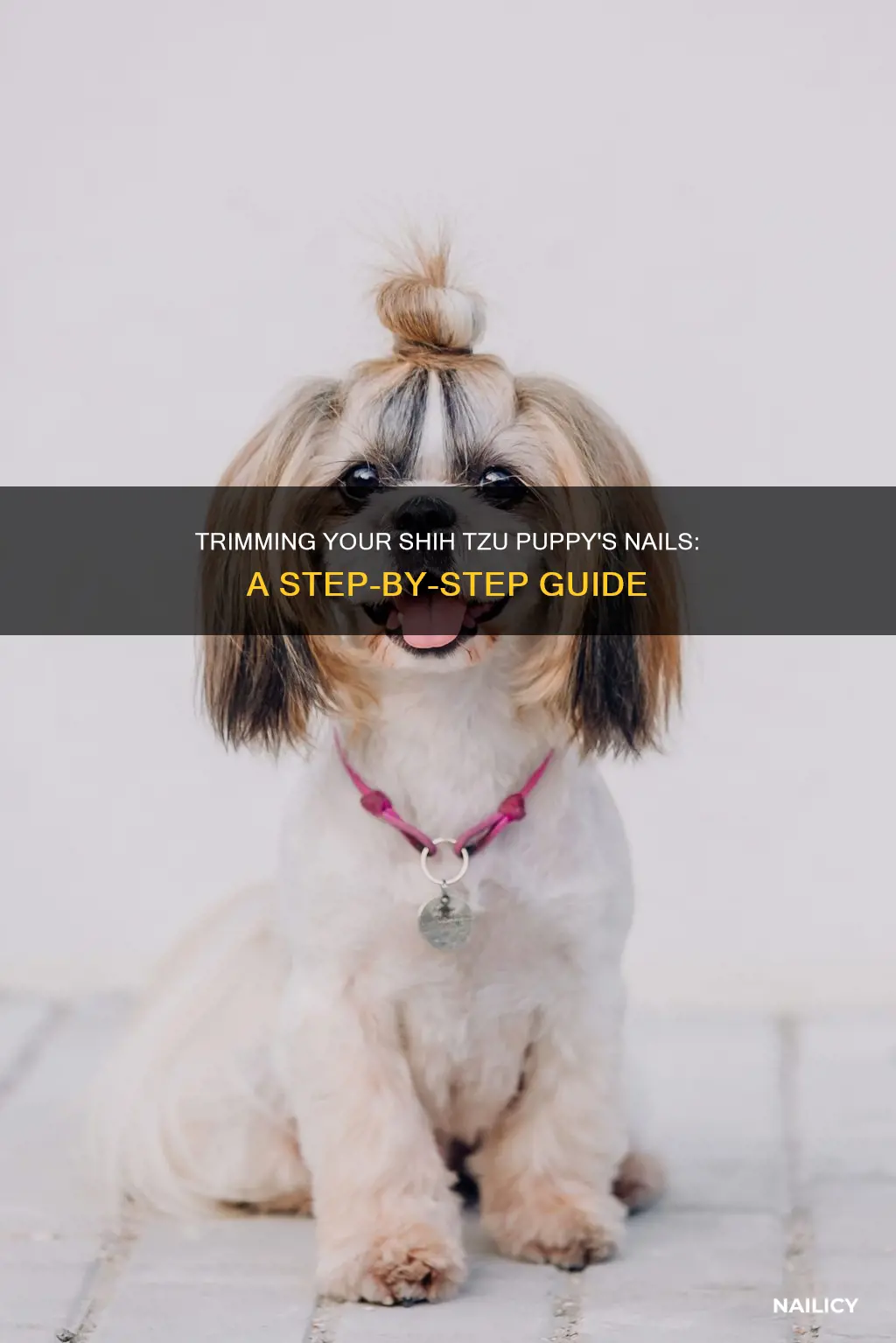 how to cut shih tzu puppy nails