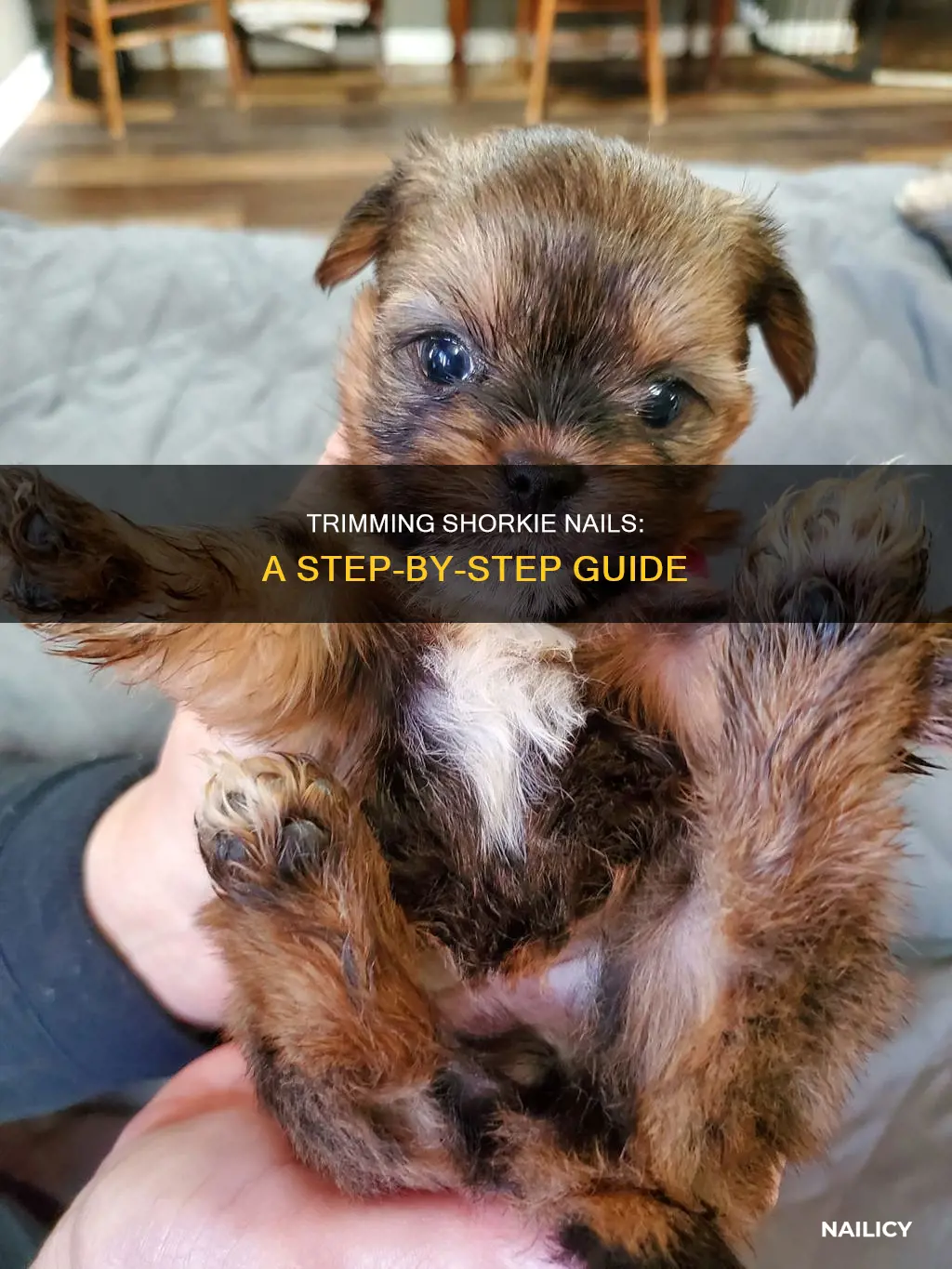 how to cut shorkie nails
