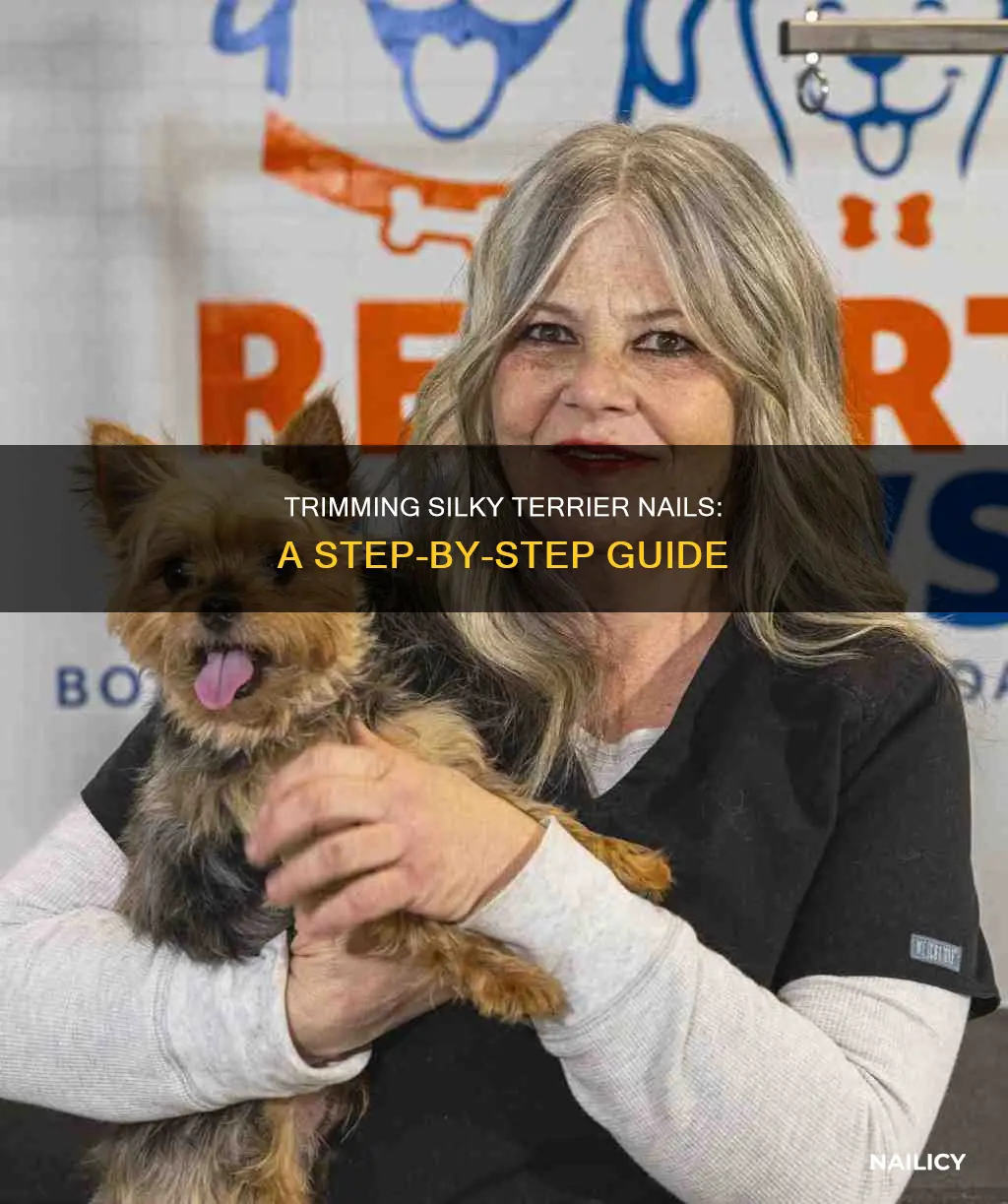 how to cut silky terrier nails