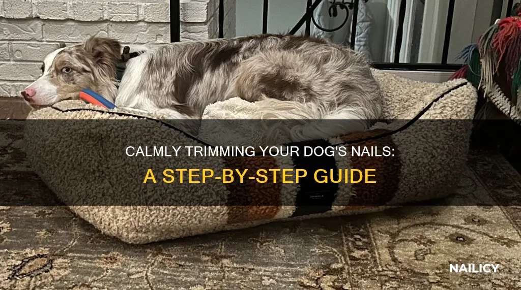 how to cut skittish dogs nails