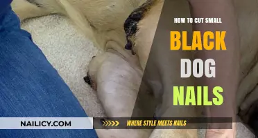 Trimming Your Small Black Dog's Nails: A Step-by-Step Guide