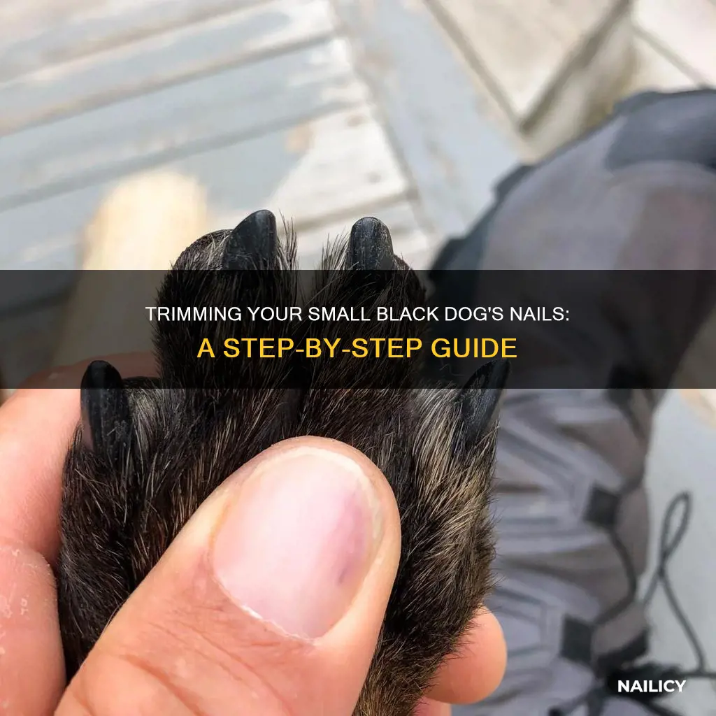 Picture of Trimming Your Small Black Dog's Nails: A Step-By-Step Guide | Nailicy