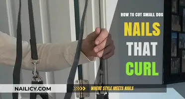 Trimming Curled Nails: A Guide for Small Dogs