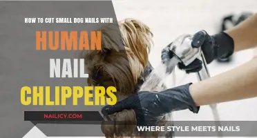 Trimming Your Small Dog's Nails: A Safe Guide