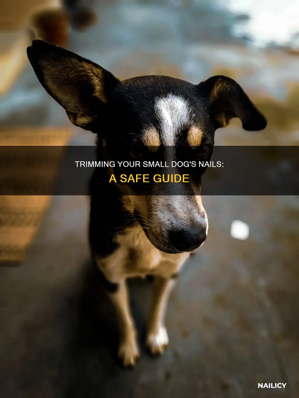 how to cut small dog nails with human nail chlippers