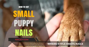 Trimming Your Puppy's Nails: A Step-by-Step Guide