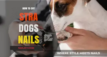 Trimming Stray Dog Nails: A Safe Guide
