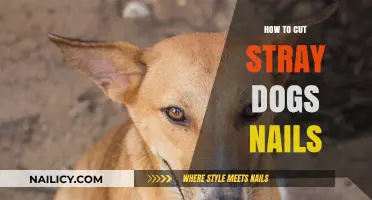 Trimming Nails: A Safe Guide for Stray Dogs