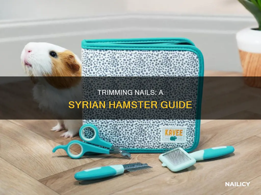 how to cut syrian hamster nails