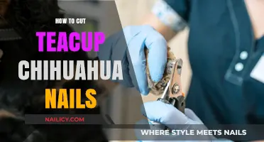 Trimming Your Teacup Chihuahua's Nails: A Step-by-Step Guide