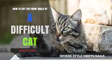 Taming the Wild: Trimming Your Cat's Front Nails