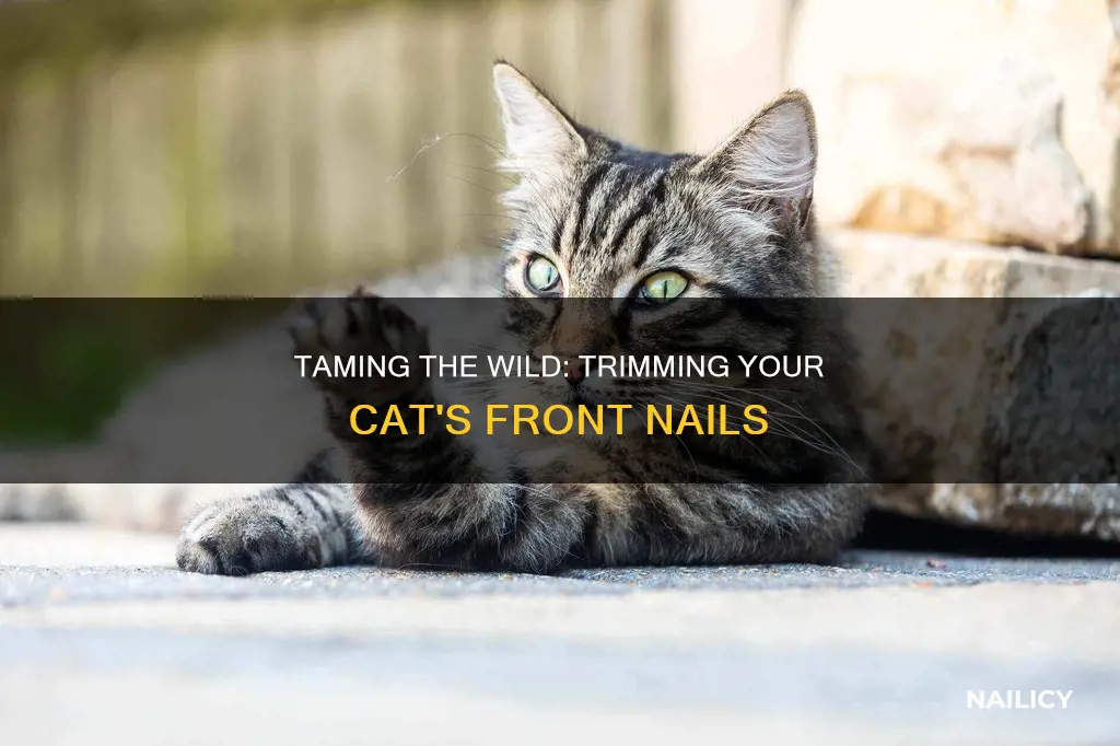 how to cut the front nails of a difficult cat