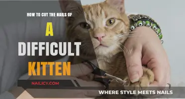 Calmly Clipping: Tips for Trimming a Fidgety Kitten's Nails