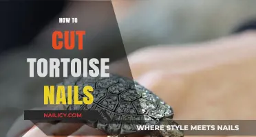 Trimming Tortoise Nails: A Step-by-Step Guide