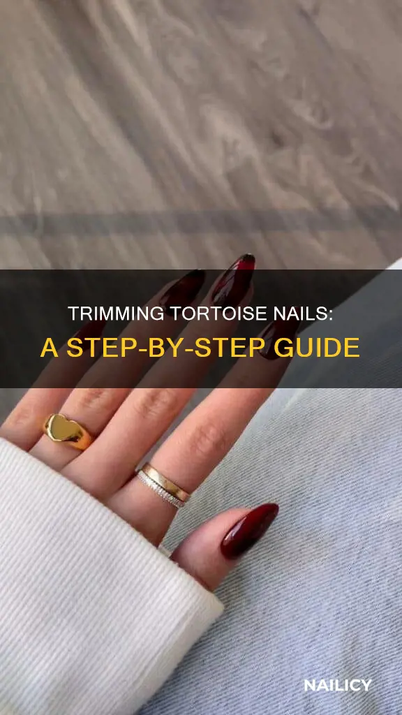 how to cut tortoise nails