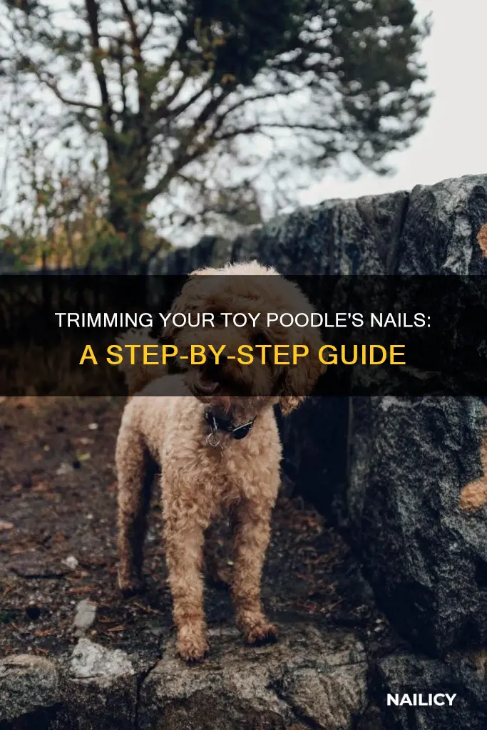 how to cut toy poodle nails