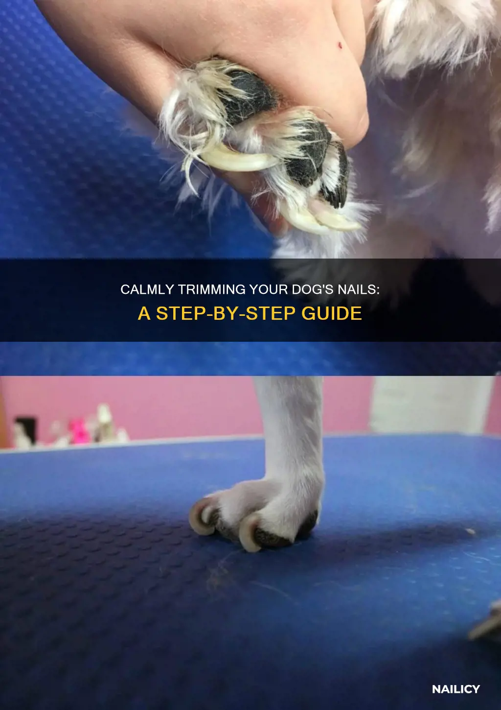Curated visual reference: Dog Nail Trimming For Anxious Dogs Reference: Calmly Trimming Your Dog S Nails A Step By Step