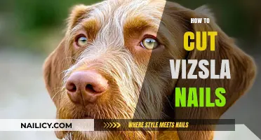 Trimming Your Vizsla's Nails: A Step-by-Step Guide
