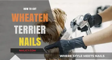 Trimming Your Wheaten Terrier's Nails: A Step-by-Step Guide