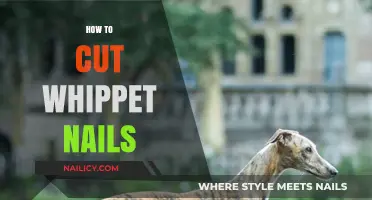 Trimming Whippet Nails: A Step-by-Step Guide
