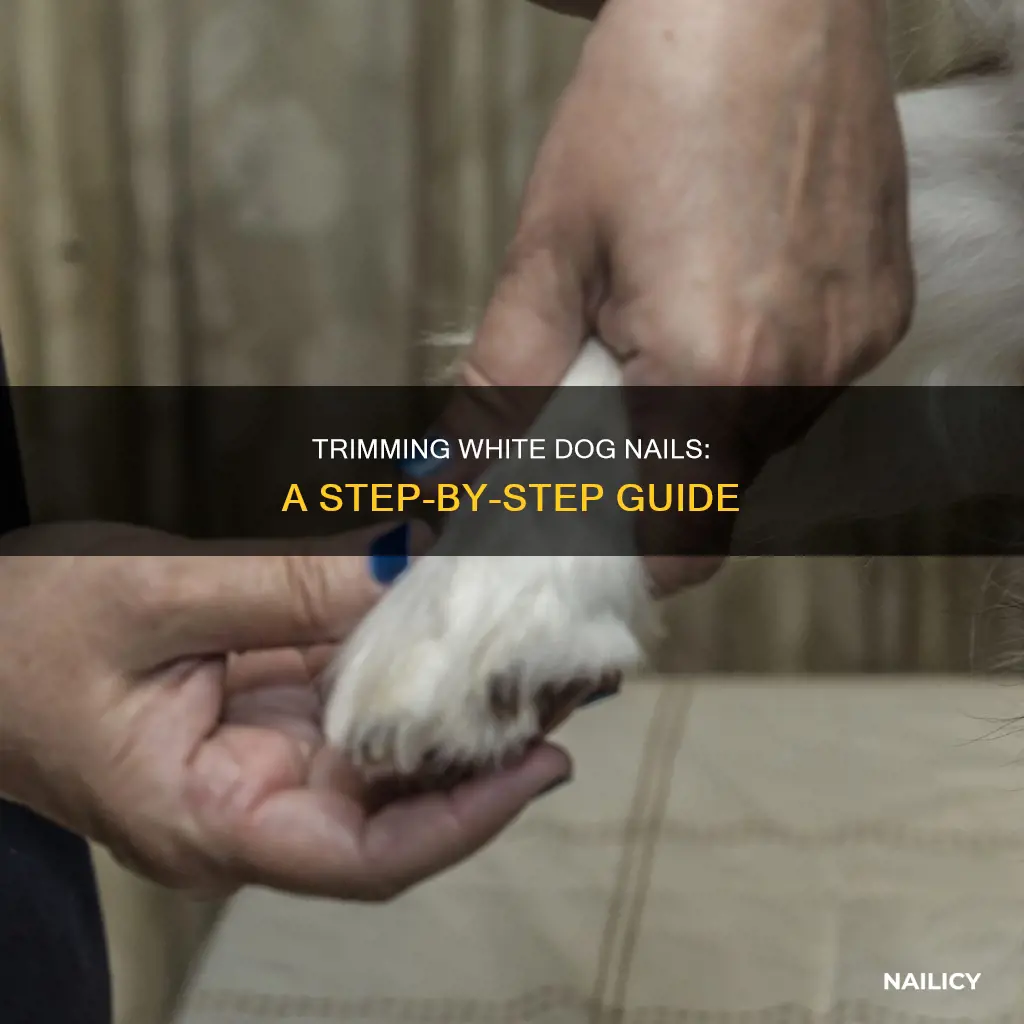 how to cut white dog nails