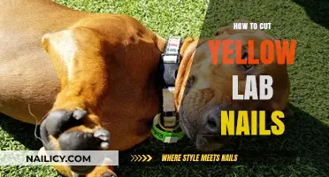Trimming Your Yellow Lab's Nails: A Step-by-Step Guide