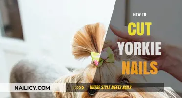 Trimming Your Yorkie's Nails: A Step-by-Step Guide