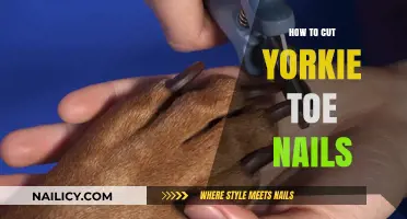 Trimming Your Yorkie's Nails: A Step-by-Step Guide