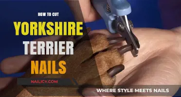 Trimming Your Yorkie's Nails: A Step-by-Step Guide