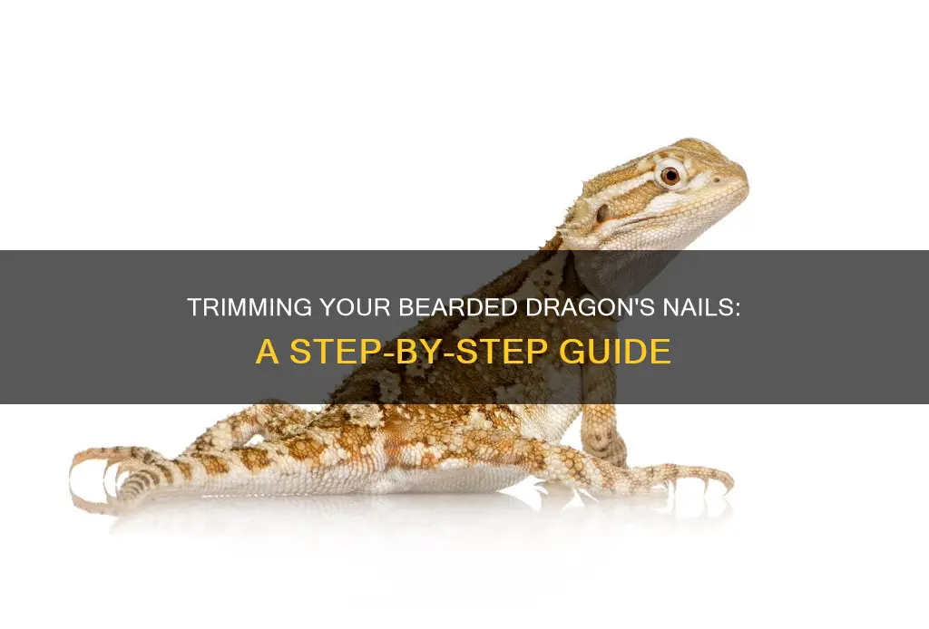 how to cut your bearded dragon