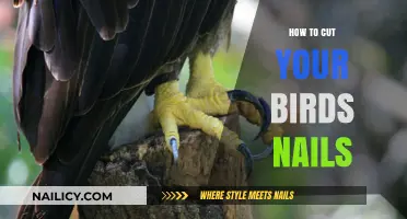 Trimming Your Bird's Nails: A Step-by-Step Guide