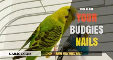 Trimming Your Budgie's Nails: A Step-by-Step Guide