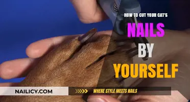 Cutting Your Cat's Nails: A Step-by-Step Guide
