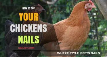 Trimming Chickens' Nails: A Step-by-Step Guide