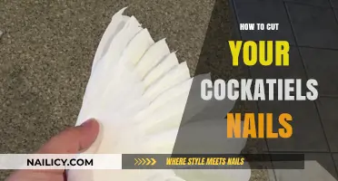 Trimming Cockatiel Nails: A Step-by-Step Guide