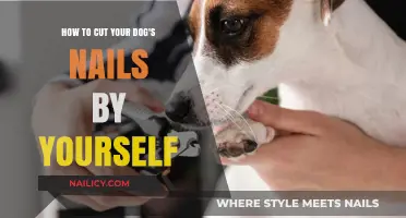 Trimming Your Dog's Nails: A DIY Guide