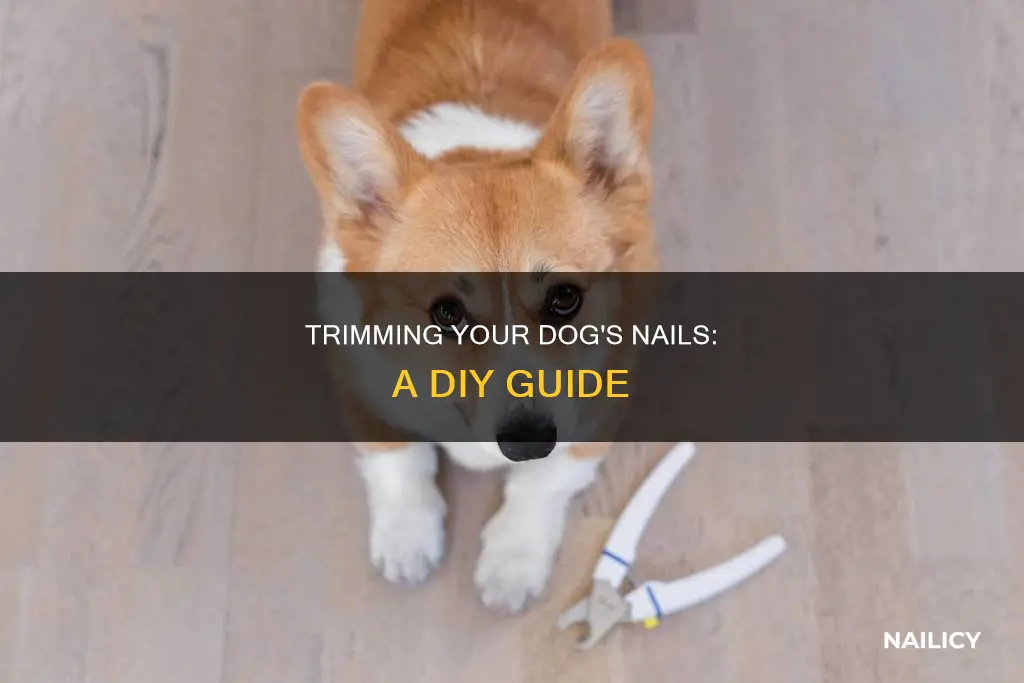 how to cut your dog