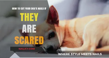 Calmly Trim Your Dog's Nails: Tips for Scared Pets