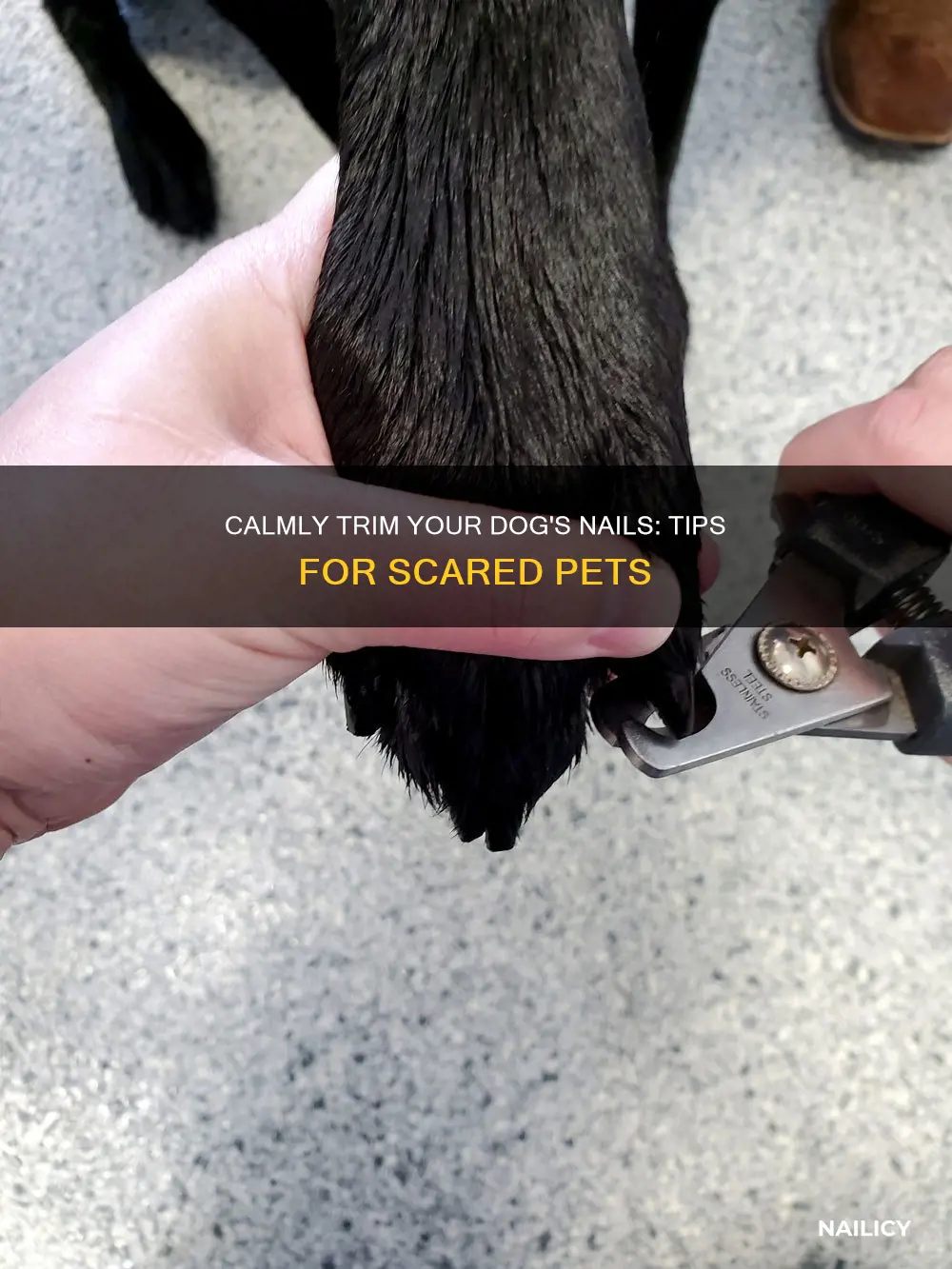 how to cut your dog